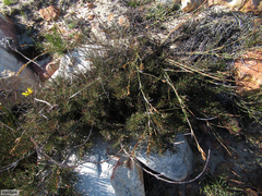 Protea witzenbergiana