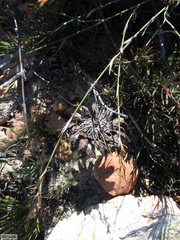 Protea witzenbergiana