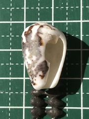 Conus striolatus