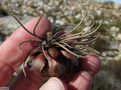Protea witzenbergiana