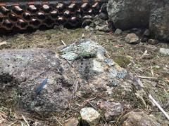 Sceloporus hondurensis