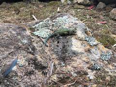 Sceloporus hondurensis