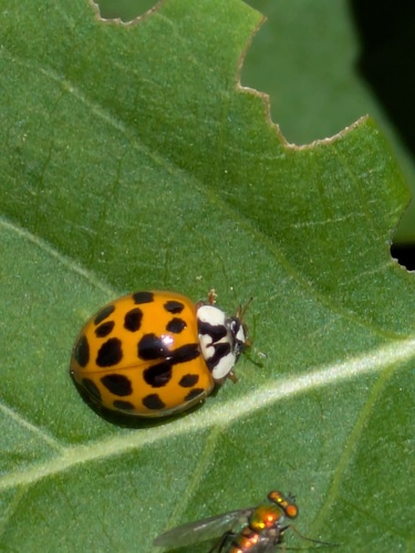 Asian Lady Beetle photographed in Colorado
