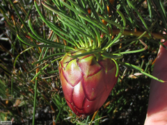 Protea witzenbergiana