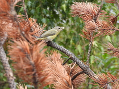 Vireo philadelphicus