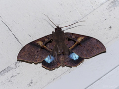 Ischyja manlioides
