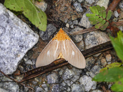 Asota producta