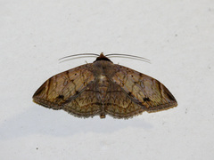Mecodina lanceola