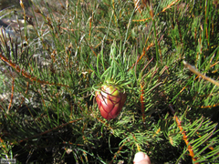 Protea witzenbergiana