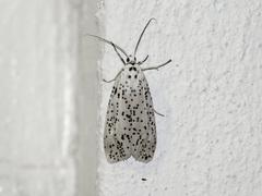 Nosymna macrorrhyncha