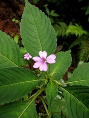 Impatiens dasysperma