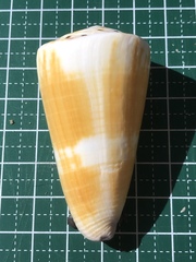 Conus planorbis