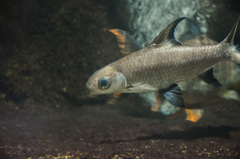 Bala Shark photo 5