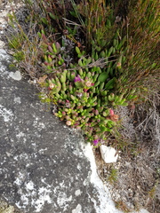 Esterhuysenia inclaudens