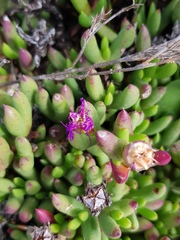 Esterhuysenia inclaudens