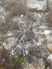 Protea holosericea