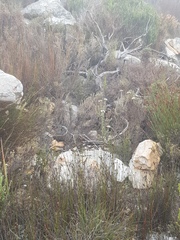 Protea holosericea