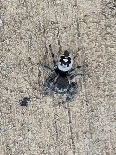 Bold Jumping Spider photographed in South Dakota