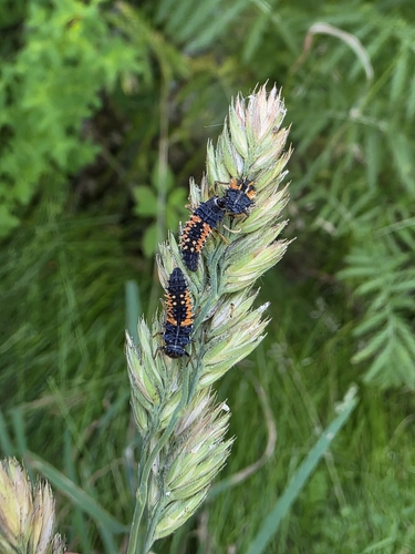 Asian Lady Beetle photographed in South Dakota