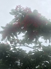 Delonix regia