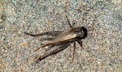 Acanthogryllus acus
