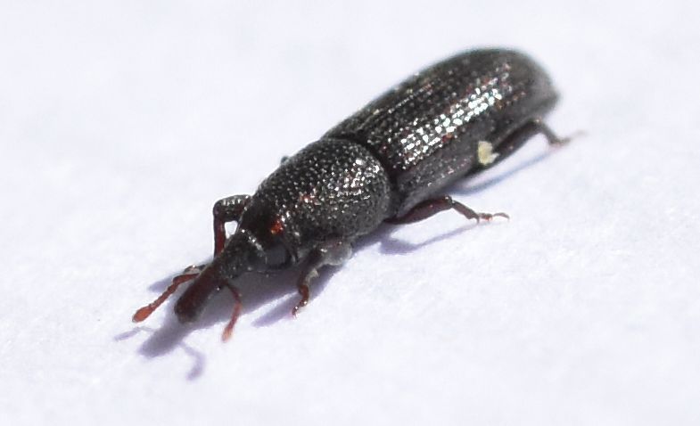 Euophryum