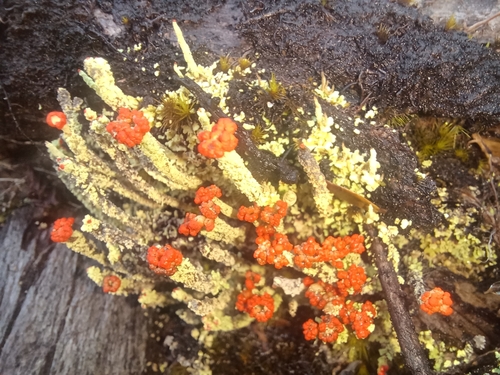 Cladonia oceanica observed 2025-06-29