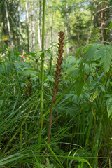 Orobanche pallidiflora