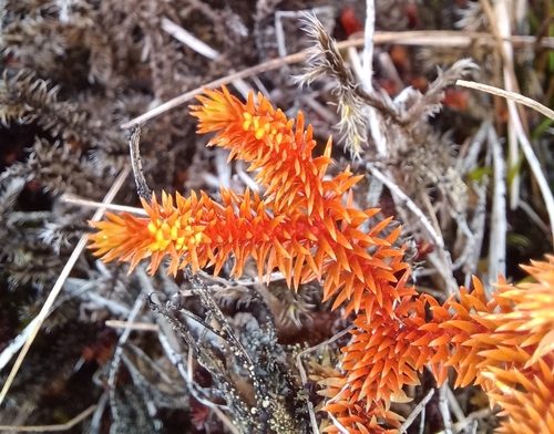 Huperzia erubescens observed 2025-06-29