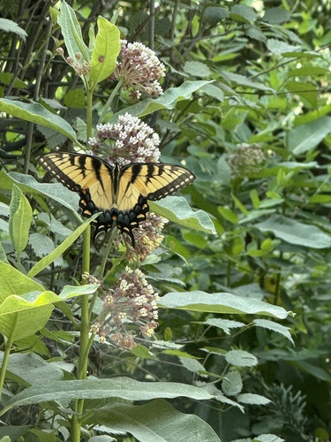Eastern Tiger Swallowtail