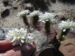 Lachnaea filamentosa