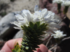 Lachnaea filamentosa
