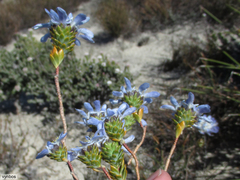 Lachnaea filamentosa