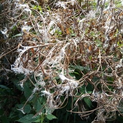 Chamaenerion angustifolium