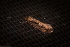 Erythrobapta haemalea