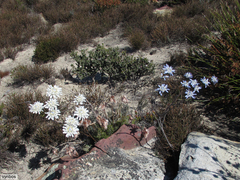 Lachnaea filamentosa