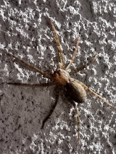 Heer Wolf Spider