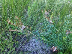 Grevillea phylicoides