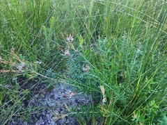 Grevillea phylicoides