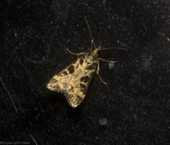 Scoparia melanoxantha