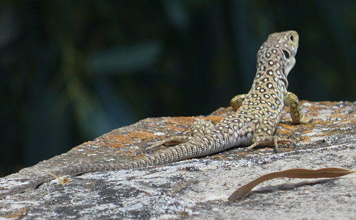 Avistamiento Lagarto ocelado (fardacho)