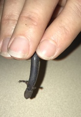 Plethodon electromorphus