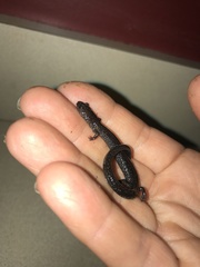 Plethodon electromorphus
