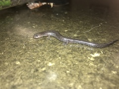 Plethodon electromorphus