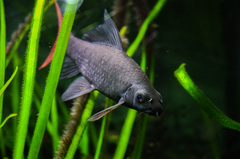 Epalzeorhynchos bicolor