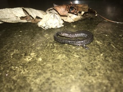 Plethodon electromorphus