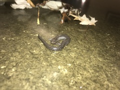Plethodon electromorphus