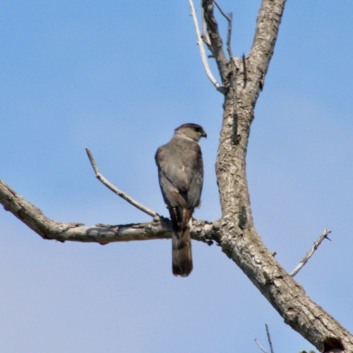 iNaturalist observation photo of Cooper's Hawk