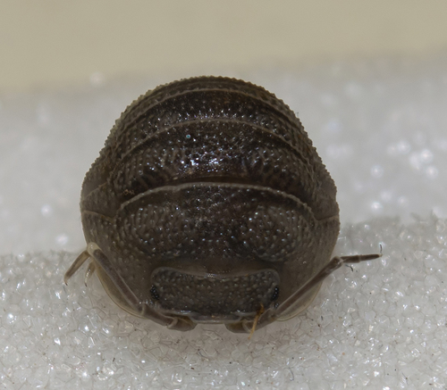 Armadillidium simile