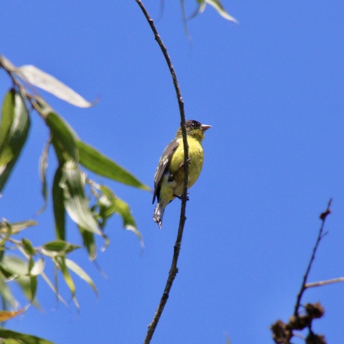 iNaturalist observation photo of Lesser Goldfinch